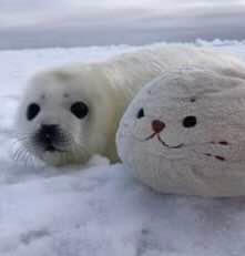 Teddy (Illustrator) Instagram